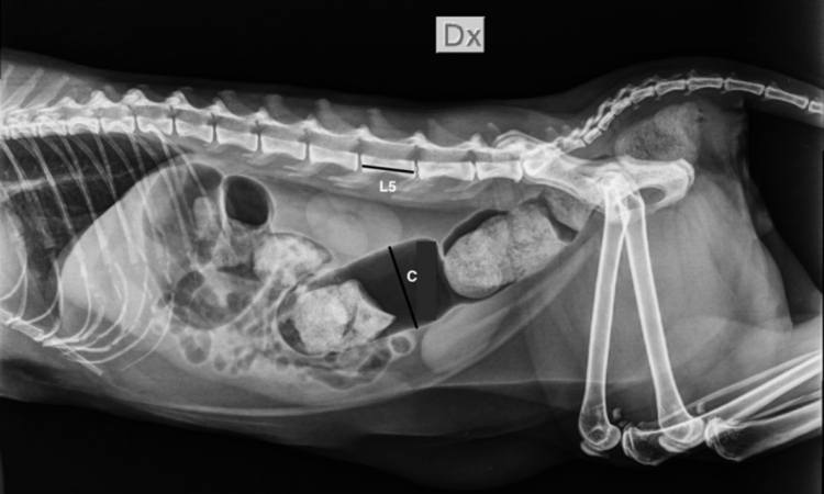 Costipazione e Megacolon nel gatto